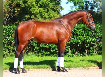 Hannoveriano, Caballo castrado, 6 años, 168 cm, Castaño