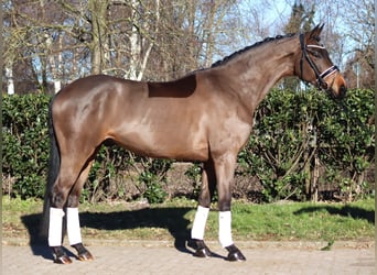 Hannoveriano, Caballo castrado, 6 años, 168 cm, Castaño