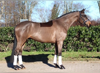 Hannoveriano, Caballo castrado, 6 años, 168 cm, Castaño