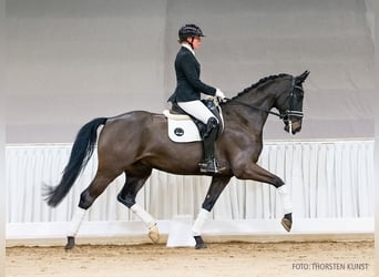 Hannoveriano, Caballo castrado, 6 años, 168 cm, Castaño