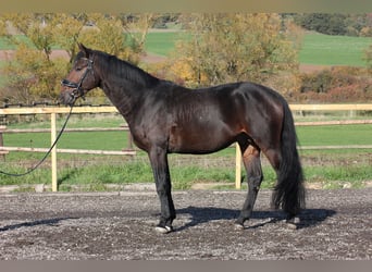 Hannoveriano, Caballo castrado, 6 años, 168 cm, Castaño