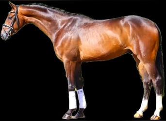 Hannoveriano, Caballo castrado, 6 años, 168 cm, Castaño oscuro