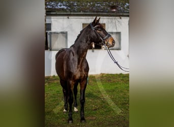 Hannoveriano, Caballo castrado, 6 años, 168 cm, Castaño oscuro