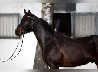 Hannoveriano, Caballo castrado, 6 años, 168 cm, Castaño oscuro