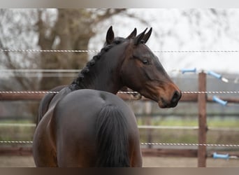 Hannoveriano, Caballo castrado, 6 años, 168 cm, Castaño oscuro
