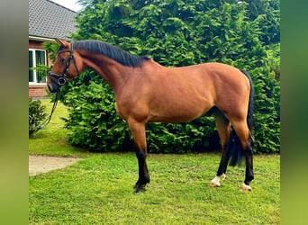 Hannoveriano, Caballo castrado, 6 años, 168 cm, Castaño rojizo