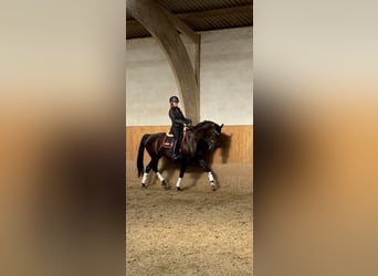 Hannoveriano, Caballo castrado, 6 años, 168 cm, Negro