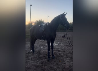 Hannoveriano, Caballo castrado, 6 años, 168 cm, Negro