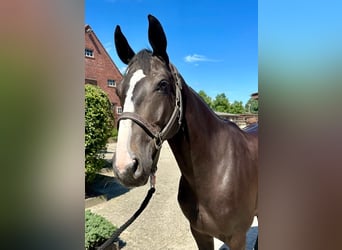 Hannoveriano, Caballo castrado, 6 años, 168 cm, Negro