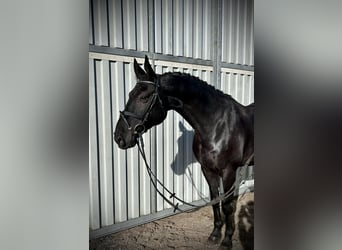 Hannoveriano, Caballo castrado, 6 años, 168 cm, Negro