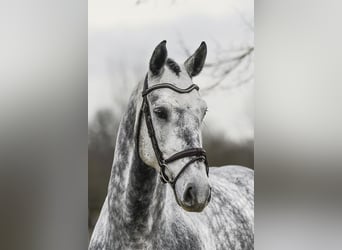 Hannoveriano, Caballo castrado, 6 años, 168 cm, Tordo