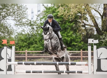 Hannoveriano, Caballo castrado, 6 años, 168 cm, Tordo