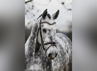 Hannoveriano, Caballo castrado, 6 años, 168 cm, Tordo