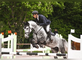 Hannoveriano, Caballo castrado, 6 años, 168 cm, Tordo