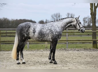 Hannoveriano, Caballo castrado, 6 años, 168 cm, Tordo