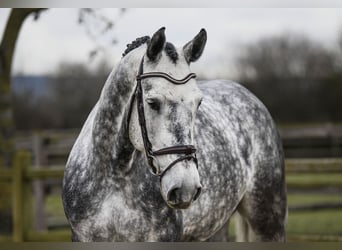 Hannoveriano, Caballo castrado, 6 años, 168 cm, Tordo