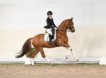 Hannoveriano, Caballo castrado, 6 años, 169 cm, Alazán