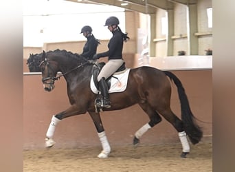 Hannoveriano, Caballo castrado, 6 años, 169 cm, Castaño