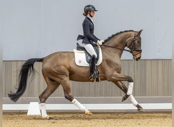 Hannoveriano, Caballo castrado, 6 años, 169 cm, Castaño
