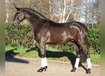 Hannoveriano, Caballo castrado, 6 años, 169 cm, Castaño