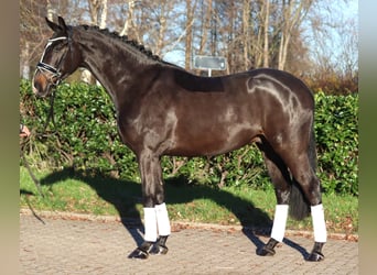 Hannoveriano, Caballo castrado, 6 años, 169 cm, Castaño