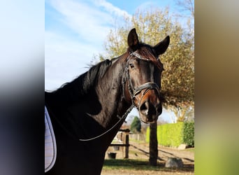 Hannoveriano, Caballo castrado, 6 años, 169 cm, Morcillo