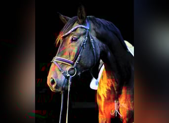 Hannoveriano, Caballo castrado, 6 años, 169 cm, Morcillo