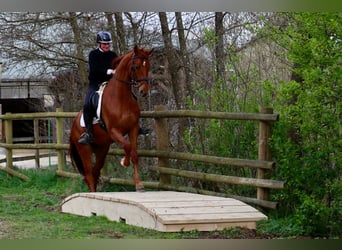 Hannoveriano, Caballo castrado, 6 años, 170 cm, Alazán