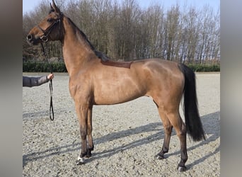 Hannoveriano, Caballo castrado, 6 años, 170 cm, Castaño