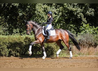 Hannoveriano, Caballo castrado, 6 años, 170 cm, Castaño