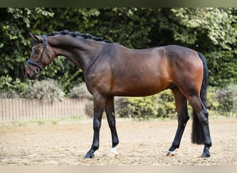 Hannoveriano, Caballo castrado, 6 años, 170 cm, Castaño