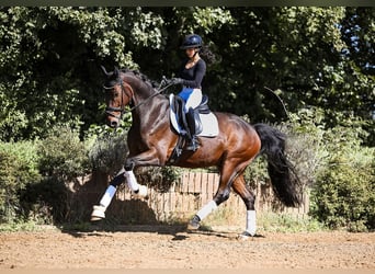 Hannoveriano, Caballo castrado, 6 años, 170 cm, Castaño