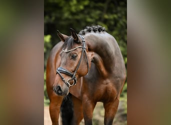 Hannoveriano, Caballo castrado, 6 años, 170 cm, Castaño