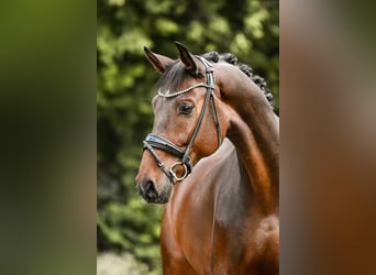 Hannoveriano, Caballo castrado, 6 años, 170 cm, Castaño
