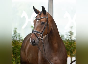 Hannoveriano, Caballo castrado, 6 años, 170 cm, Castaño