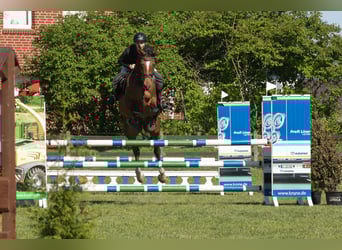 Hannoveriano, Caballo castrado, 6 años, 170 cm, Castaño