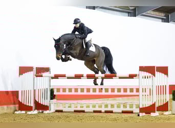 Hannoveriano, Caballo castrado, 6 años, 170 cm, Castaño