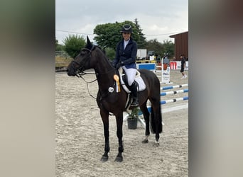 Hannoveriano, Caballo castrado, 6 años, 170 cm, Castaño