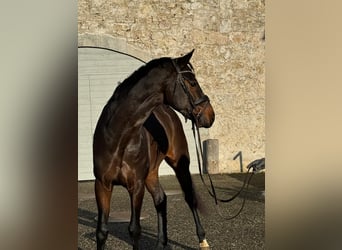 Hannoveriano, Caballo castrado, 6 años, 170 cm, Castaño oscuro