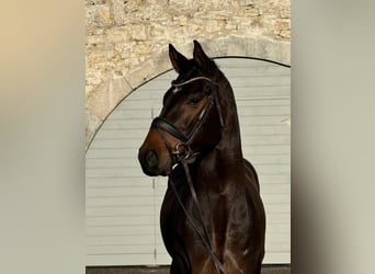 Hannoveriano, Caballo castrado, 6 años, 170 cm, Castaño oscuro