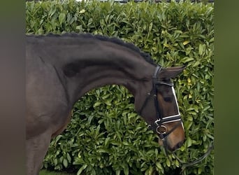 Hannoveriano, Caballo castrado, 6 años, 170 cm, Castaño oscuro