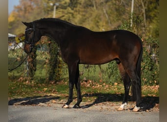 Hannoveriano, Caballo castrado, 6 años, 170 cm, Castaño oscuro