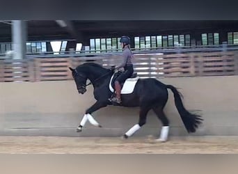 Hannoveriano, Caballo castrado, 6 años, 170 cm, Morcillo