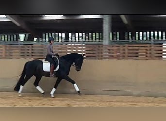 Hannoveriano, Caballo castrado, 6 años, 170 cm, Morcillo