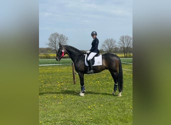 Hannoveriano, Caballo castrado, 6 años, 170 cm, Morcillo