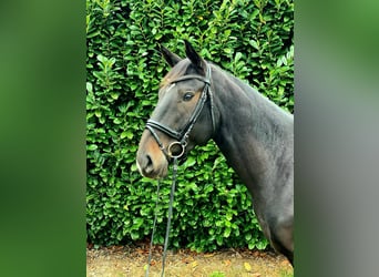 Hannoveriano, Caballo castrado, 6 años, 170 cm, Morcillo