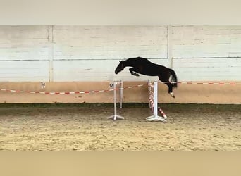 Hannoveriano, Caballo castrado, 6 años, 170 cm, Morcillo