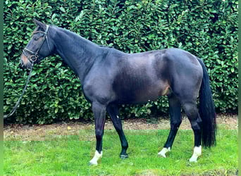 Hannoveriano, Caballo castrado, 6 años, 170 cm, Morcillo