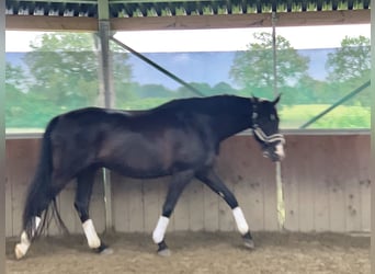 Hannoveriano, Caballo castrado, 6 años, 170 cm, Negro