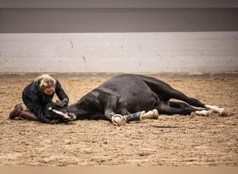 Hannoveriano, Caballo castrado, 6 años, 170 cm, Negro